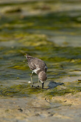 Greater sand plover feeding at Busaiteen coast of Bahrain