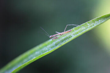 葉っぱにカマキリの子供