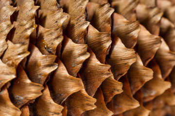 Close-up of the back of a pine cone isolated on black, showing the patterns of the fibonacci numbers.Pine cones on wooden background.