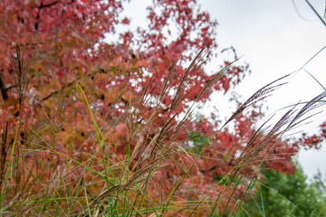 A picture of pampas grass and colorful leaves in autumn.   Vancouver BC Canada
