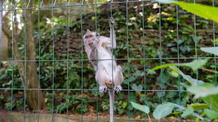 family of primates in nature. Protected tourist areas with primates