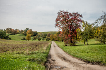 Fototapeta na wymiar Bunte Bäume im Herbst
