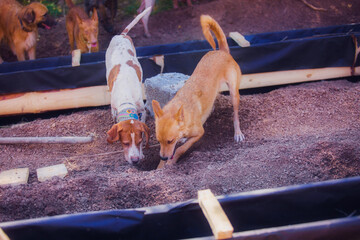 Hunting dogs dig the ground, beautiful red & white hunting dogs for a walk