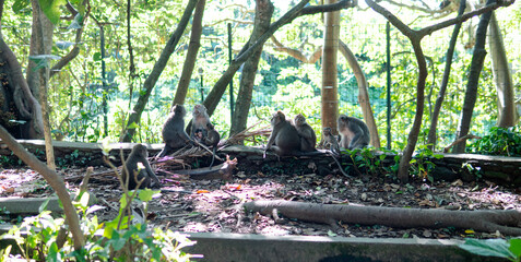 .behavior of monkeys in nature, reproduction and care for offspring. Tourist contact reserves with primates