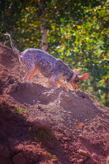 Cheerful hound dog playing and digging a hole in the ground