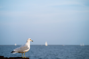 Fototapeta na wymiar seagull and sail boats