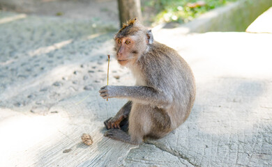 Obraz premium .behavior of monkeys in nature, reproduction and care for offspring. Tourist contact reserves with primates