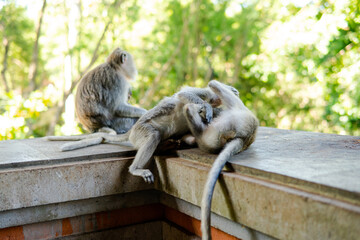 .behavior of monkeys in nature, reproduction and care for offspring. Tourist contact reserves with primates