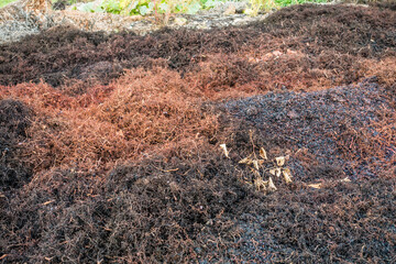 Weintrester am Weinberg