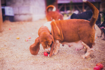 Handsome fat basset hound eating apple in summer in August