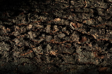 Old tree bark with beautiful patterns for graphic design or wallpapers.Natural background in abstract style.