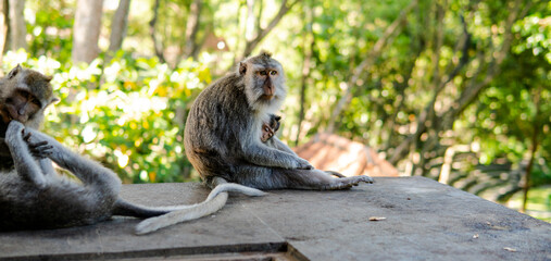 Obraz premium family of primates in nature. Protected tourist areas with primates