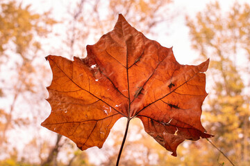Naklejka na ściany i meble Maple Leaf | Fall | Digital Image Print | Michigan | Instant Download | Landscape & Nature Photography | Wall Art Picture