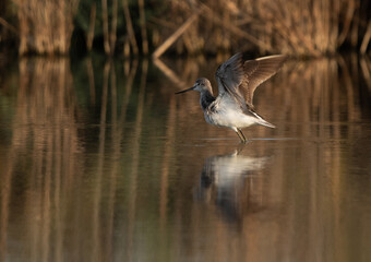 Common Greenshank ready to fly at Asker Marsh, Bahrain