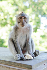 .behavior of monkeys in nature, reproduction and care for offspring. Tourist contact reserves with primates