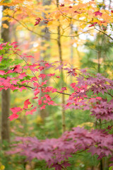 Fall Forest