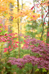 Obraz na płótnie Canvas autumn leaves in the forest