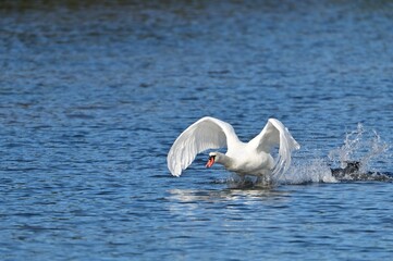 Cygne