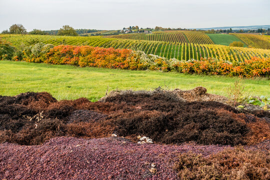 Weintrester am Weinberg