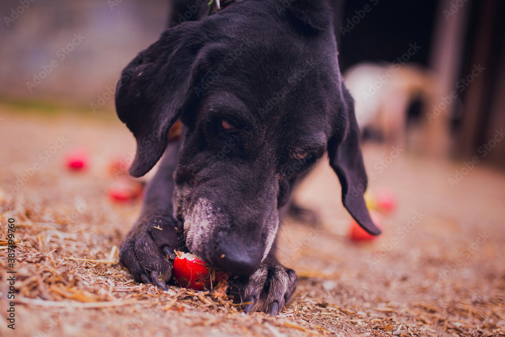 Sticker An elderly dog ​​eats apples in the yard in August