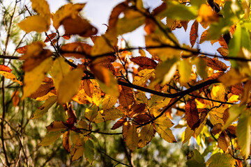 Fototapeta na wymiar Autumn leaves on Mount Limbara, Tempio Pausania, Sardinia, Italy
