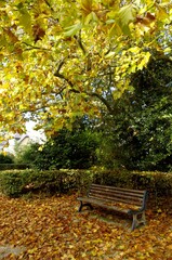Fototapeta premium Couleurs d'automne