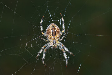 Kreuzspinne von unten in ihrem Netz im Herbst im Wald