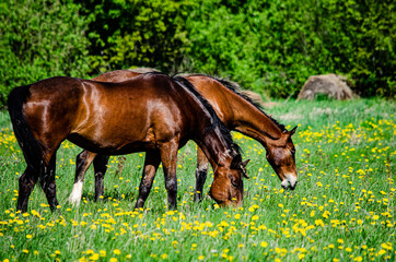 horse in the meadow