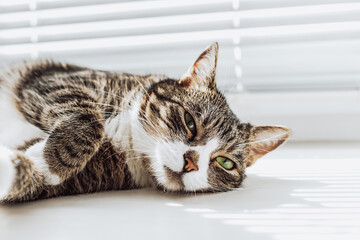 Tabby, a beautiful, cute cat with green eyes lies, relaxes, falls asleep,