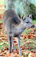 Close up of young sika deer among fallen leaves