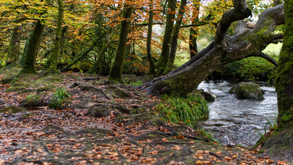 Autumn in an ancient Cornish woodland forrest, with bright green brown and many other autumnal colours.
