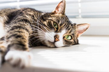 funny, tabby, beautiful, cute cat with green eyes lies, relaxes