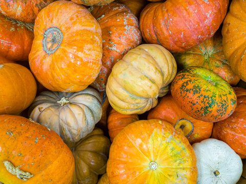 Flay lay image of a large pile of pumpkins and gourds from autumn harvest. A concept image for fall, harvest, halloween, thanksgiving and festivities