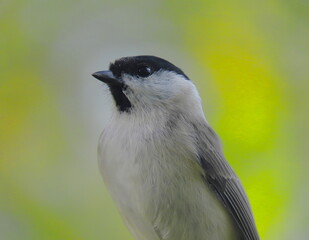 Marsh tit (Poecile palustris) super close up, with beautiful blurry natural background behind.