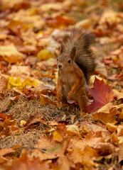 A small fluffy squirrel jumps on the ground, strewn with colorful leaves.