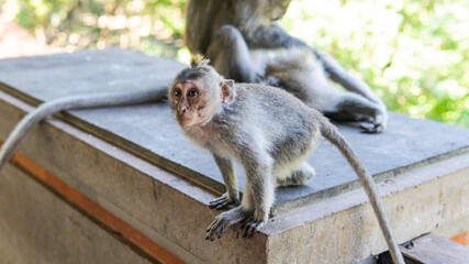 .behavior of monkeys in nature, reproduction and care for offspring. Tourist contact reserves with primates
