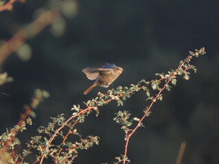 Common redstart (Phoenicurus phoenicurus) taking off/landing from a beautiful and interesting tree branch, in the last part of the tree where it is still bright. Behind the bid the background is dark.