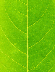 The texture of a beautiful green leaf