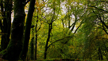 Autumn in an ancient Cornish woodland forrest, with bright green brown and many other autumnal colours.