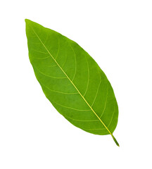 green leaf on a white isolated on white background