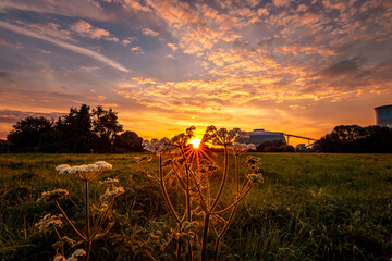 sunset over the field, landscape in the morning at sunrise with white flower hogweed Heracleum