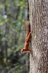 Red squirrel coming down tree trunk looking