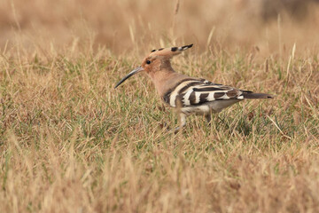 Hoopoe foraging for food in the brown drying grass 