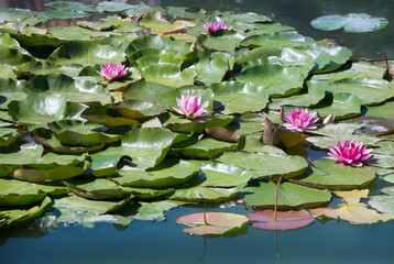 Red water lilies surrounded by leaves on the water