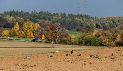 Krähen suchen Futter auf dem Feld