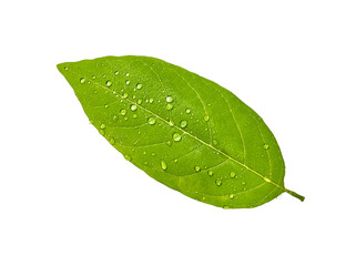 green leaf on a white isolated on white background