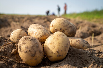 Newly dug or harvested potatoes in a farm field