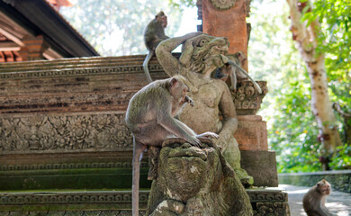 family of primates in nature. Protected tourist areas with primates