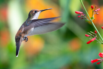 A juvenile Ruby Topaz hummingbird feeding on red Antigua Heath flowers in garden. wildlife in nature, hummingbirds and flowers, tropical bird in flight