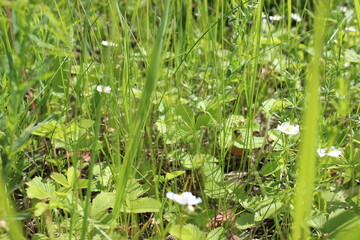 grass in the morning